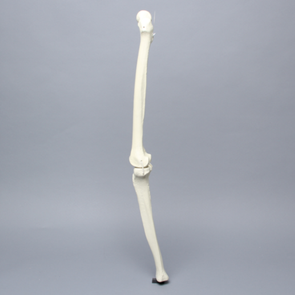 Knee with Four Stretch Cord Ligaments, Solid Foam, Full Length