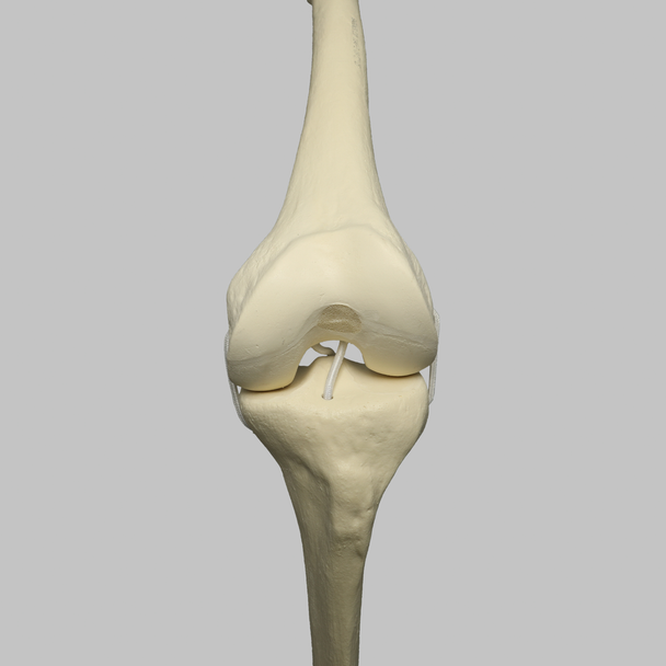 Knee with Four Stretch Cord Ligaments, Solid Foam, Full Length