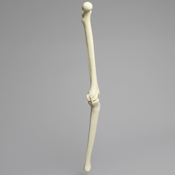 Knee with Three Stretch Tube Ligaments, Solid Foam, Full Length