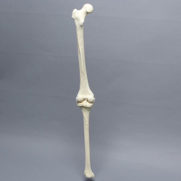 Knee with Three Non-Stretch Ligaments, Solid Foam, Full Length