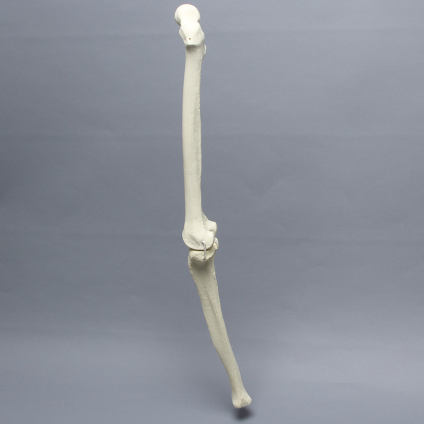 Knee with Three Non-Stretch Ligaments, Solid Foam, Full Length