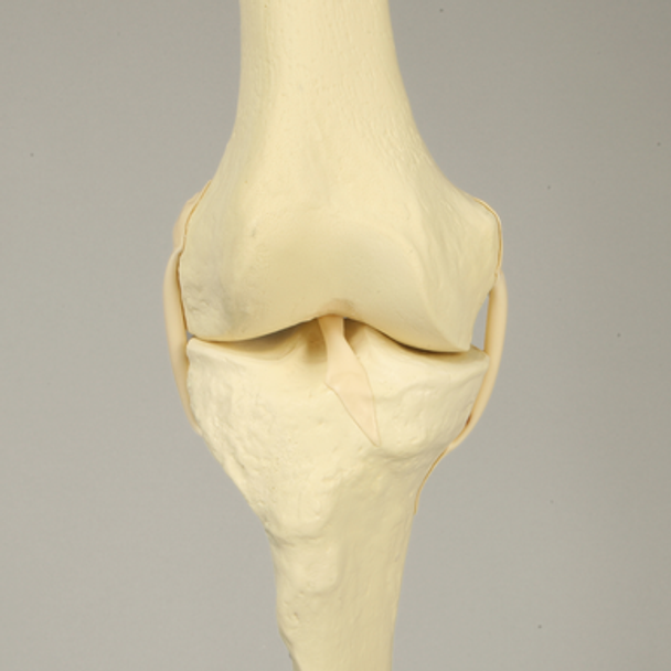 Knee with Four Stretch Tube Ligaments, Full Length, Right