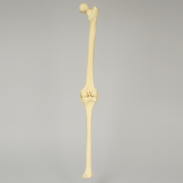 Knee with Four Stretch Tube Ligaments, Full Length, Right