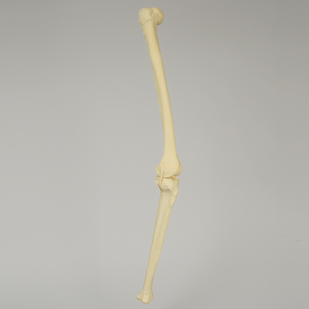 Knee with Four Stretch Tube Ligaments, Full Length, Right