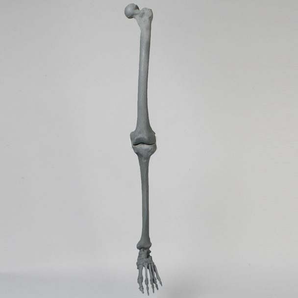 Knee with Foot, Radiopaque, Full Length