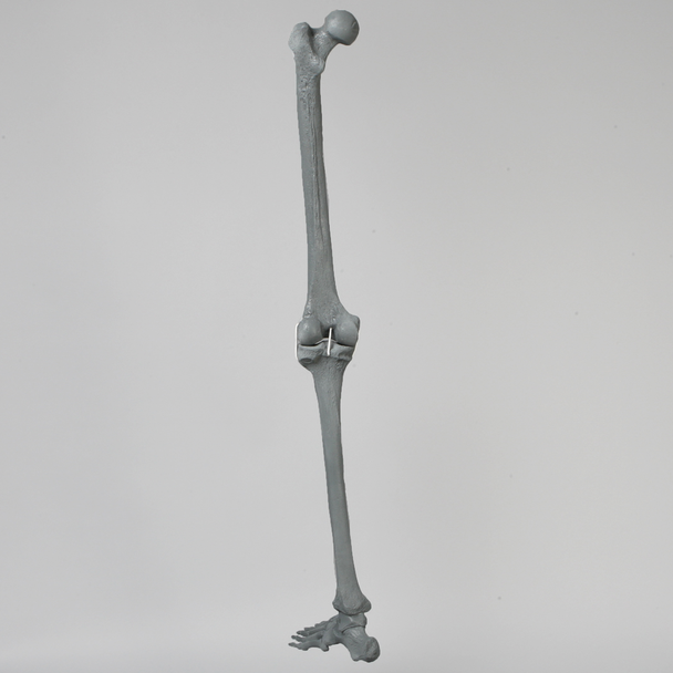 Knee with Foot, Radiopaque, Full Length