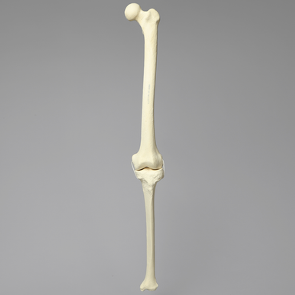 Knee with Three Stretch Cord Ligaments, Solid Foam, Full Length