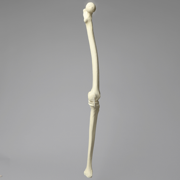 Knee with Three Stretch Cord Ligaments, Solid Foam, Full Length