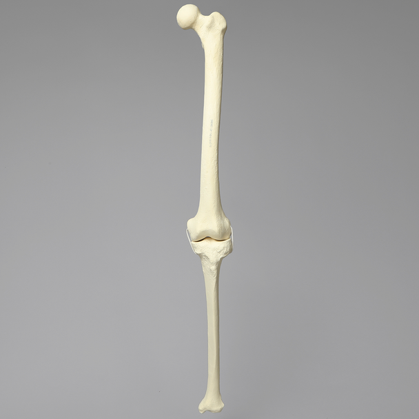 Knee with Three Stretch Cord Ligaments, Solid Foam, Full Length
