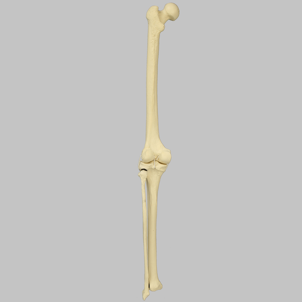 Knee with Fibula, Patella, and Four Ligaments, Full Length