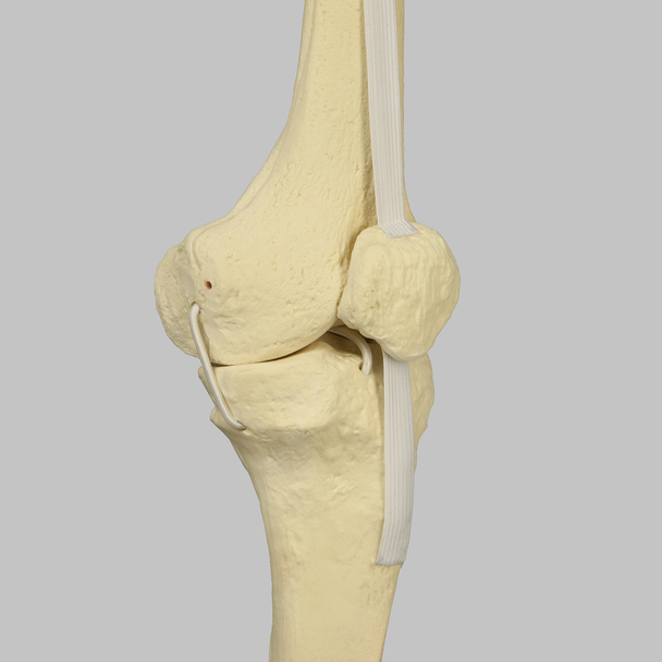 Knee with Fibula, Patella, and Four Ligaments, Full Length