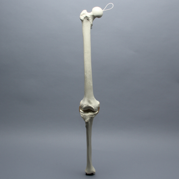 Knee for Hip Assembly #1301-165-1, Full Length, Right