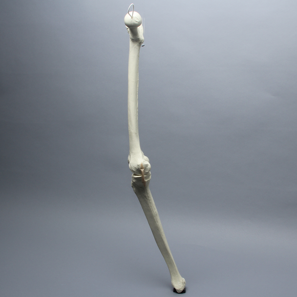 Knee for Hip Assembly #1301-165-1, Full Length, Right