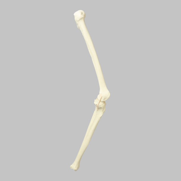 Knee with Four Stretch Tube Ligaments, Solid Foam, Full Length