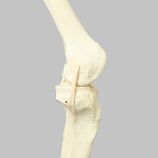 Knee with Four Stretch Tube Ligaments, Solid Foam, Full Length