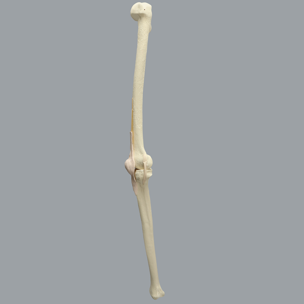 Knee with Stretch Tube Ligaments, Large, Left