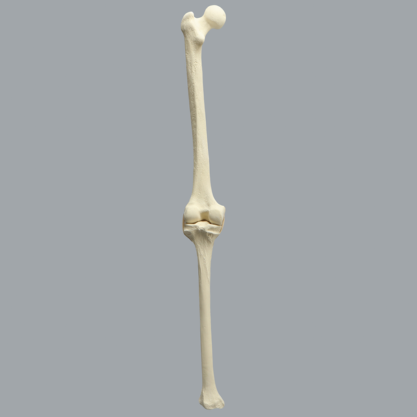 Knee with Stretch Tube Ligaments, Large, Left