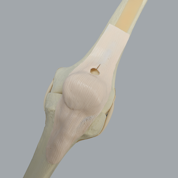 Knee with Stretch Tube Ligaments, Large, Left