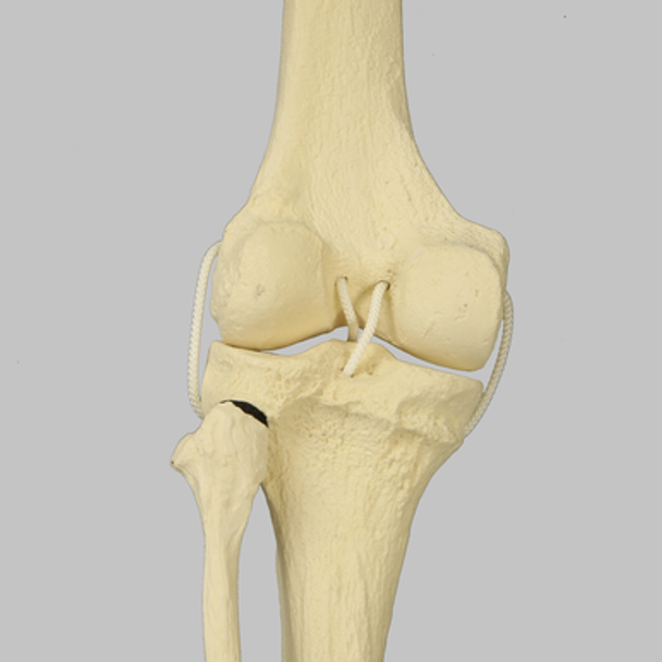 Knee with Fibula and Four Non-Stretch Ligaments, Full Length