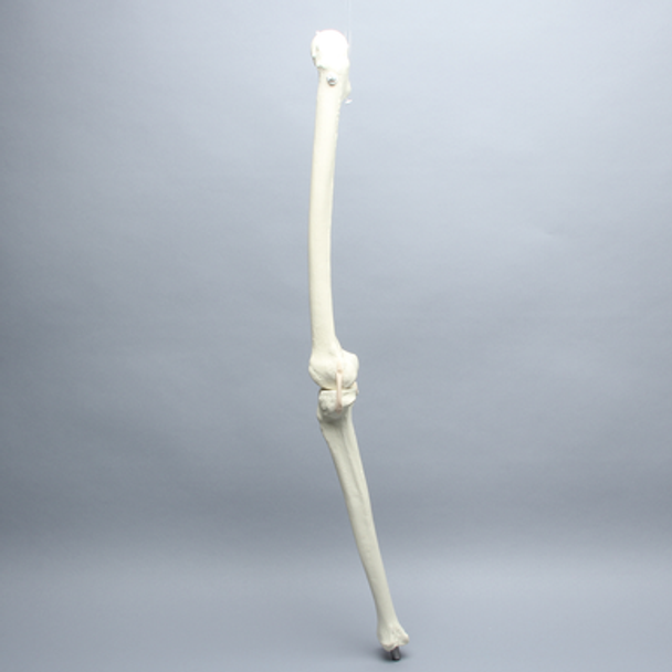 Knee Replacement for Hip Assembly #1301-161