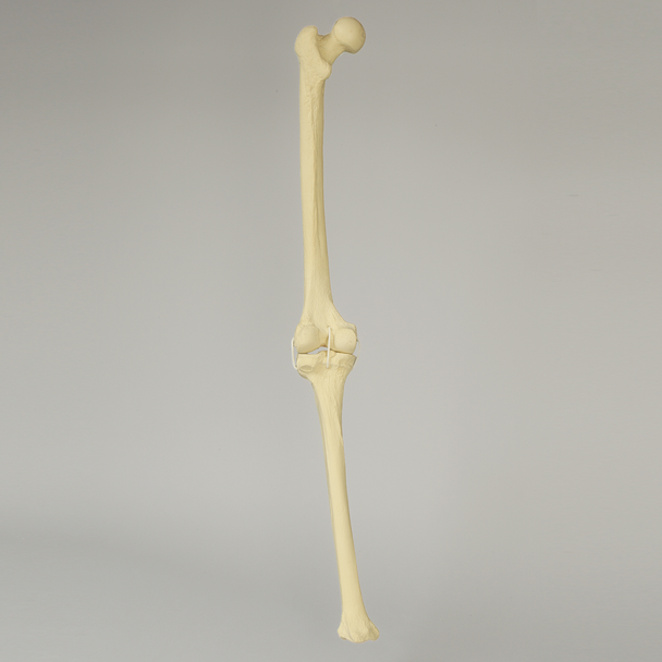 Knee with Three Non-Stretch Ligaments, Full Length, Large