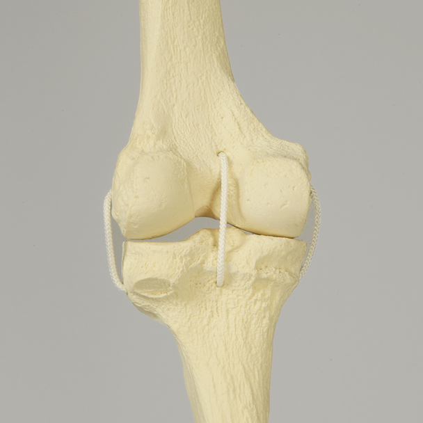 Knee with Three Non-Stretch Ligaments, Full Length, Large