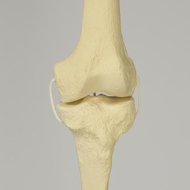 Knee with Three Non-Stretch Ligaments, Full Length, Large