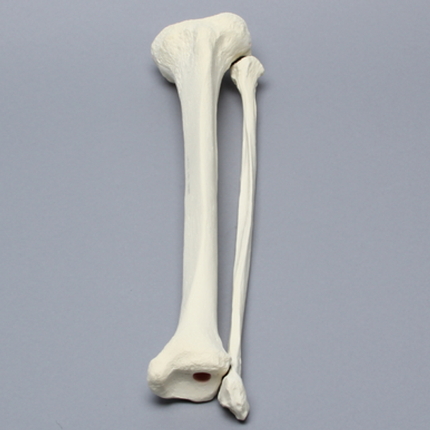 Tibia and Fibula, Left, Large Tibia and Fibula, Left, Large