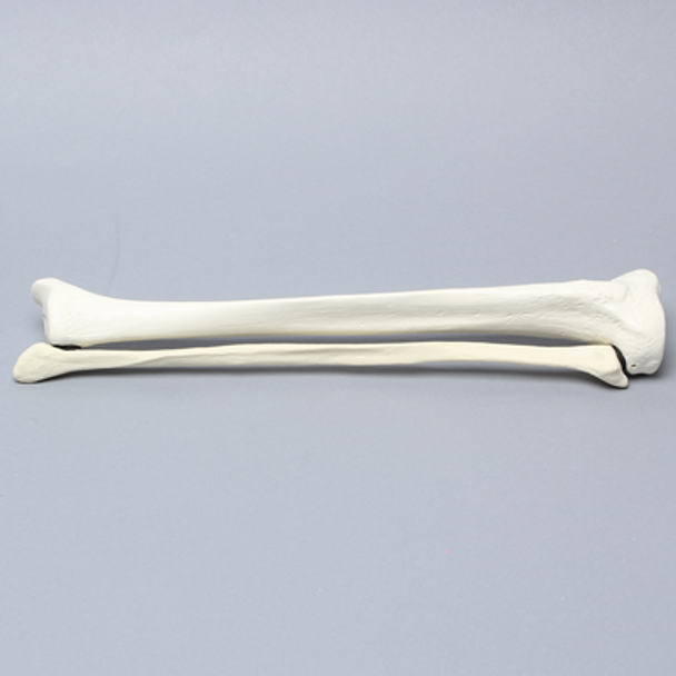 Tibia and Fibula, Foam Cortical, Left