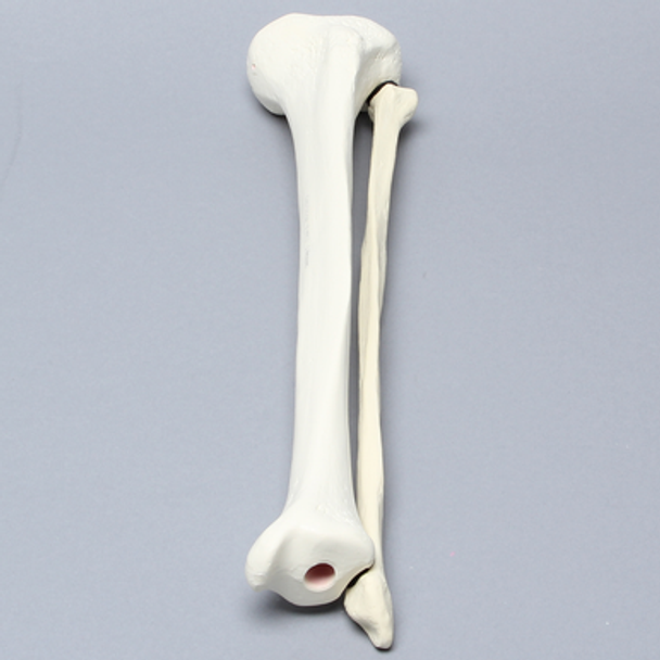 Tibia and Fibula, Foam Cortical, Left