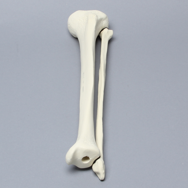 Tibia and Fibula, Solid Foam, Medium