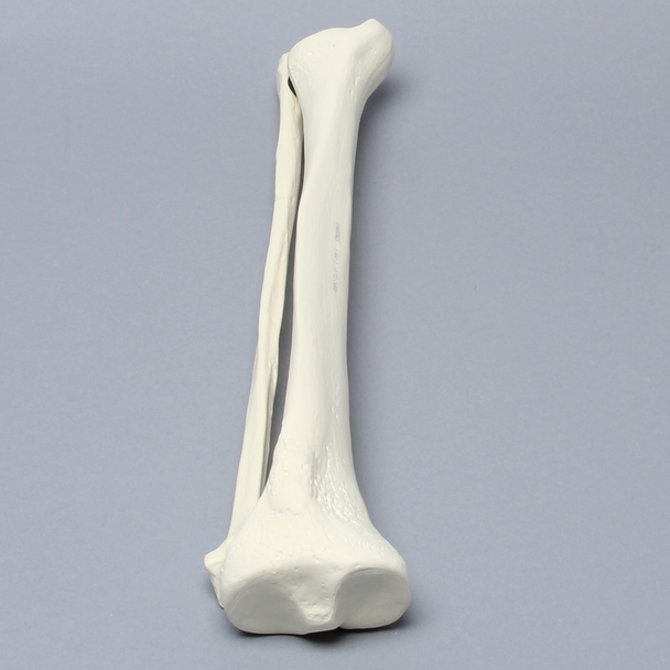 Tibia and Fibula, Solid Foam, Medium