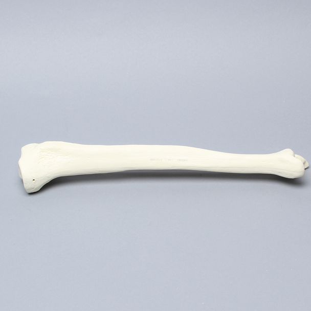 Tibia and Fibula, Solid Foam, Medium