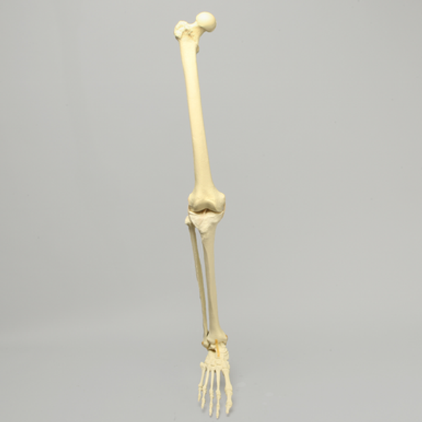 Full Leg with Foam Cortical Shell Femur and Tibia