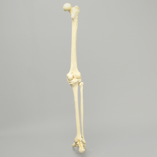 Full Leg with Foam Cortical Shell Femur and Tibia