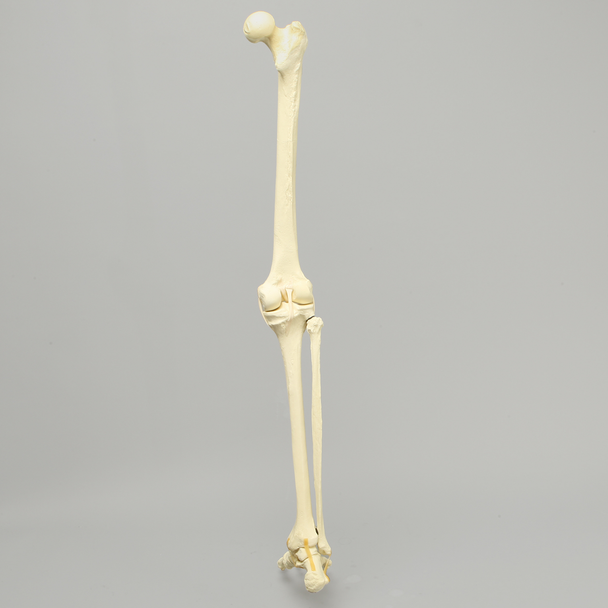 Full Leg with Foam Cortical Shell Femur and Tibia