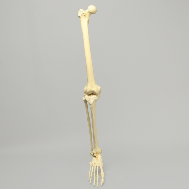 Full Leg with Foam Cortical Shell Femur and Tibia