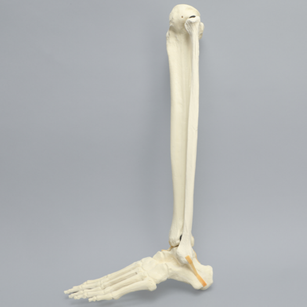 Foot and Ankle, Foam Cortical, Left