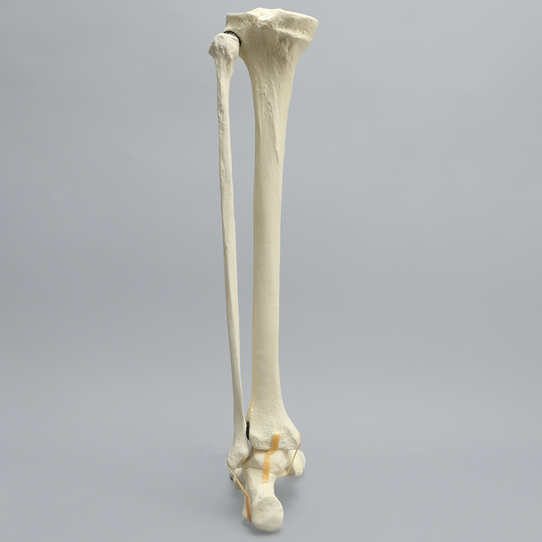 Foot and Ankle, Foam Cortical, Left