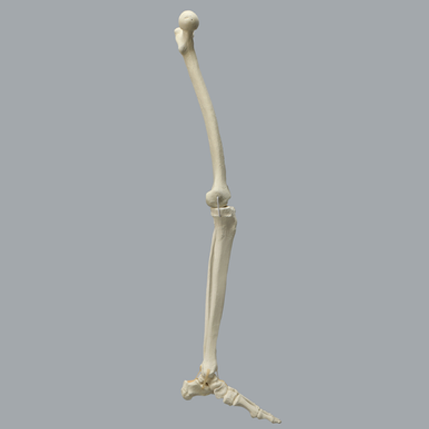 Full Leg with Three Stretch Cord Knee Ligaments