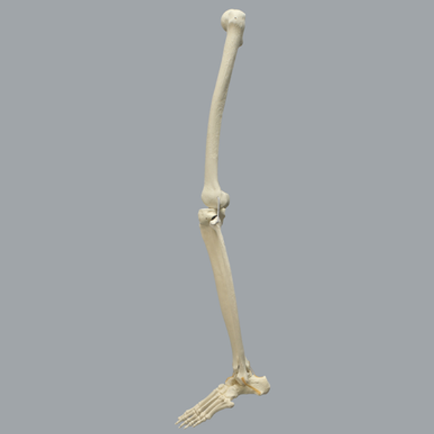 Full Leg with Three Stretch Cord Knee Ligaments