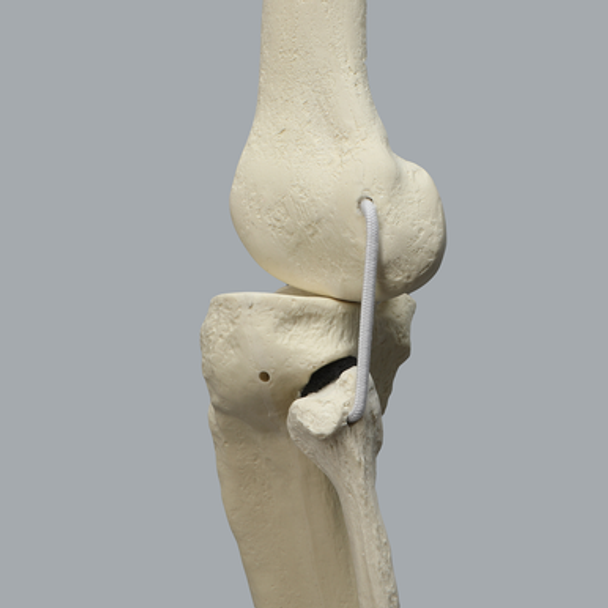 Full Leg with Three Stretch Cord Knee Ligaments