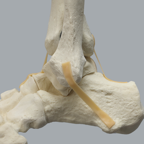 Full Leg with Three Stretch Cord Knee Ligaments
