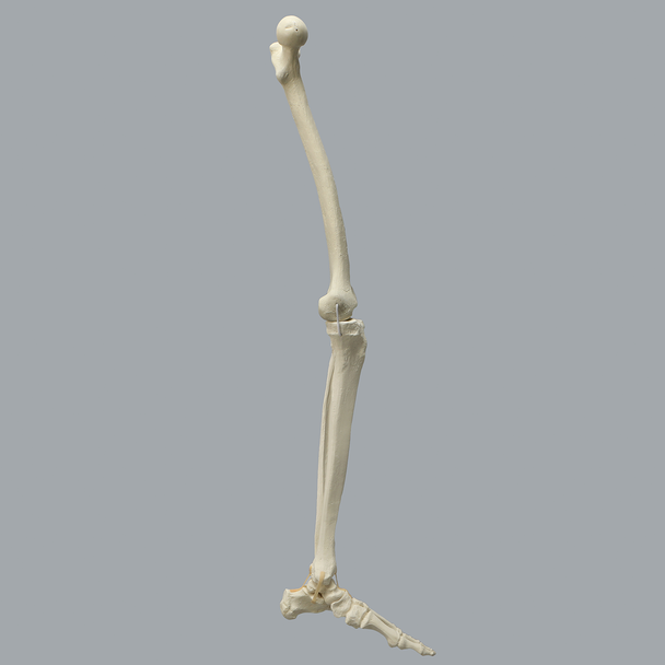 Full Leg with Three Stretch Cord Knee Ligaments