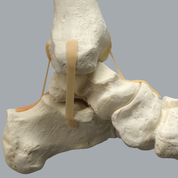 Full Leg with Three Stretch Cord Knee Ligaments