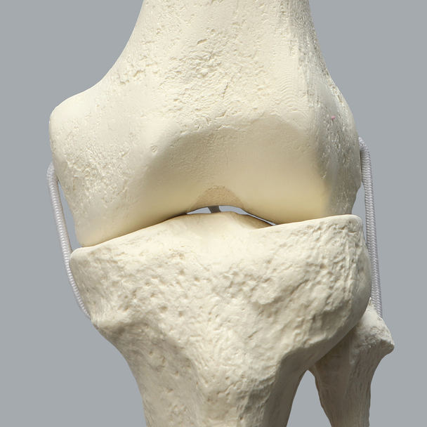 Full Leg with Three Stretch Cord Knee Ligaments