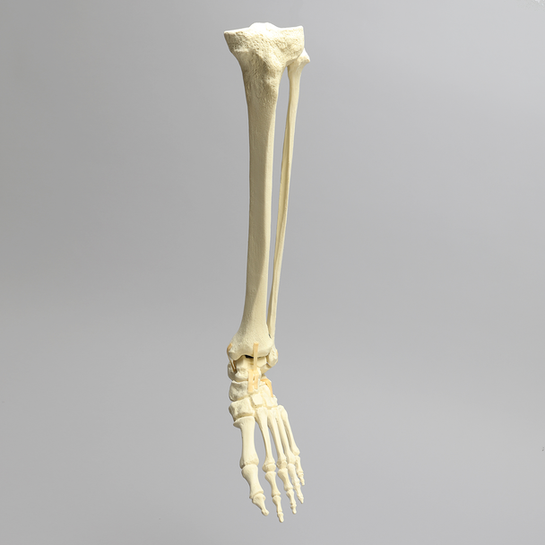Foot and Ankle with Full Articulating Ankle Joint