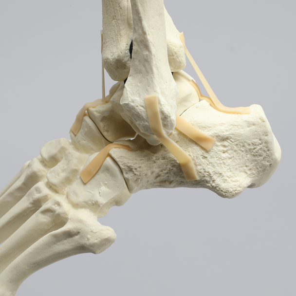 Foot and Ankle with Full Articulating Ankle Joint