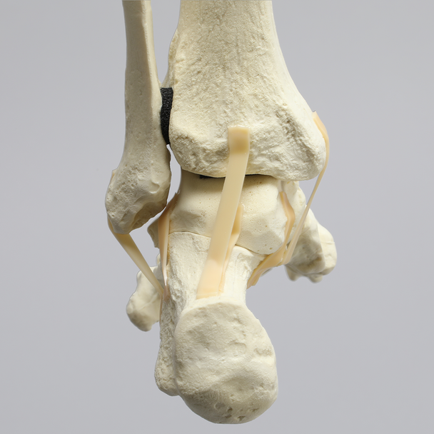 Foot and Ankle with Full Articulating Ankle Joint
