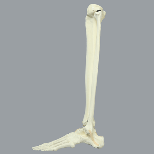 Foot and Ankle, Solid Foam, Left